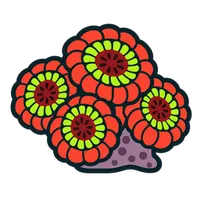 Illustration of a Acan Coral