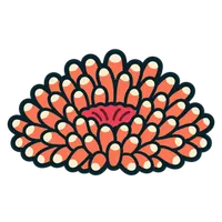 Illustration of a Carpet Anemone