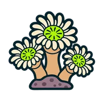 Illustration of a Duncan Coral