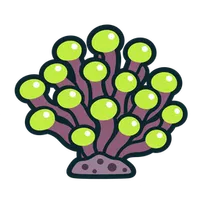 Illustration of a Frogspawn Coral