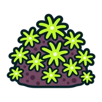 Illustration of a Green Star Polyp