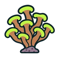 Illustration of a Hammer Coral