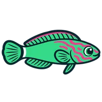 Illustration of a Melanurus Wrasse