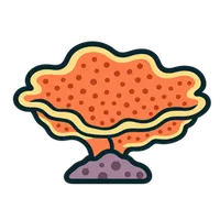Illustration of a Montipora
