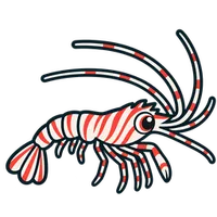 Illustration of a Peppermint Shrimp