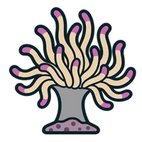 Illustration of a Sebae Anemone