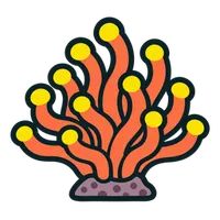 Illustration of a Torch Coral